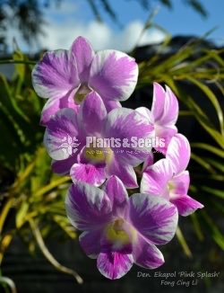 Dendrobium seedling size Plants