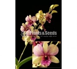 Dendrobium seedling size Plants