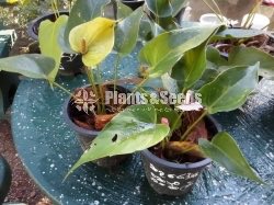 Anthurium Collection