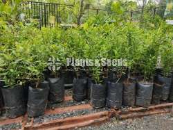Pomegranate plants