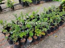 Wood apple Plants