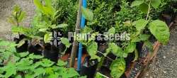 Beli Fruitplants ( බද්ද බෙලි  පැල )