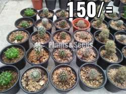 Cactus Collection
