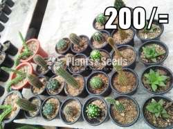 Cactus Collection