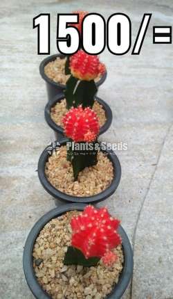 Cactus Collection