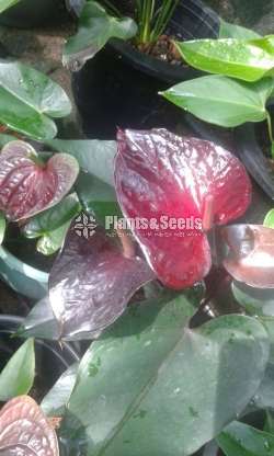 Anthurium Collection