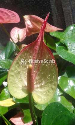 Anthurium Collection