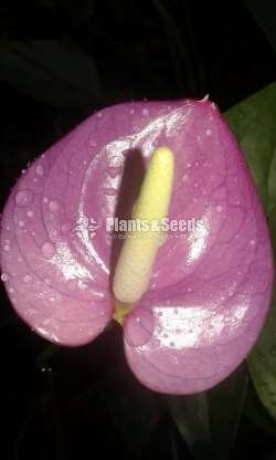 Anthurium Collection