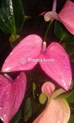 Anthurium Collection