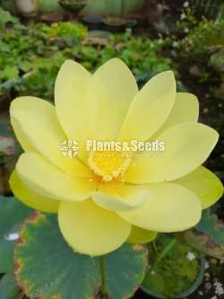  Lutea Waterplant