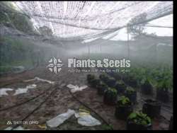 Sprinkler System