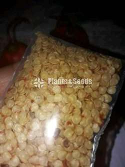 Scotch bonnet Nimiris Seeds