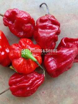 Scotch bonnet Nimiris Seeds