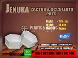 Cactus and Succulent Pots 