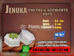 Cactus and Succulent Pots 