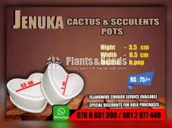 Cactus and Succulent Pots 