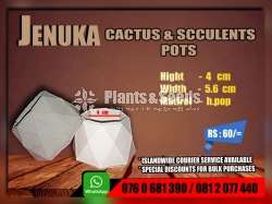 Cactus and Succulent Pots 
