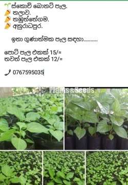 NiMiris Plants (Scotch bonnet)
