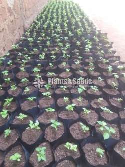 NiMiris Plants (Scotch bonnet)
