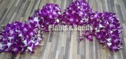 Dendrobium Orchid Flowers