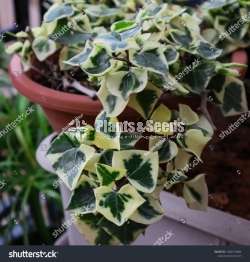 Hanging Plant Collection
