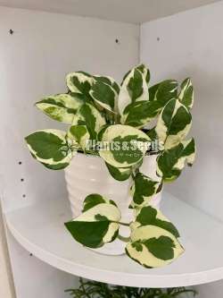 Hanging Plant Collection
