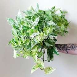Hanging Plant Collection