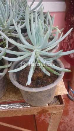 Succulent Plants