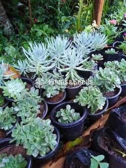 Succulent Plants