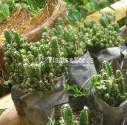 Succulent Plants
