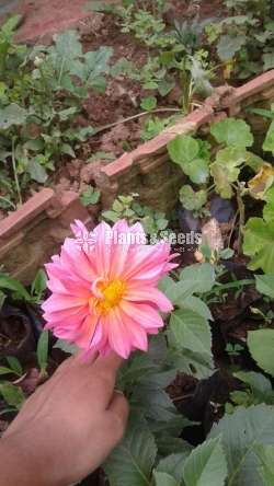 Jebras Flowers