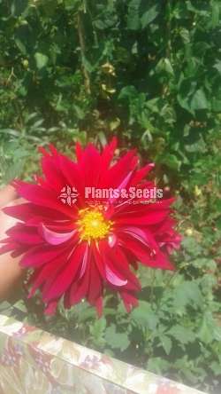 Jebras Flowers