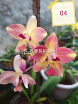 12 Ground Orchids Package