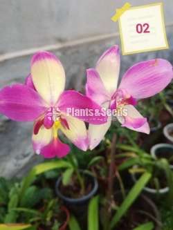 12 Ground Orchids Package