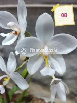 12 Ground Orchids Package