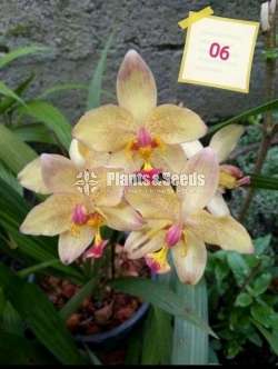 12 Ground Orchids Package