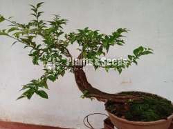 Bougainvillea Bonsai