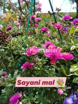 Cinderella flower plants