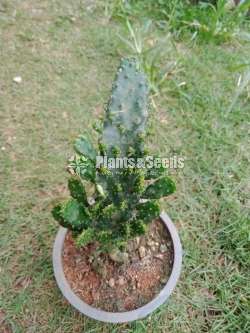 Cactus and Succulent Plants