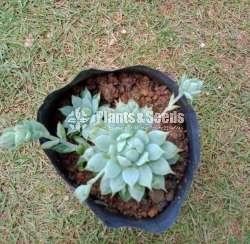 Cactus and Succulent Plants