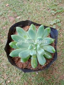 Cactus and Succulent Plants