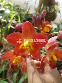 Ground orchids Collection