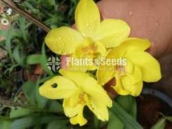 Ground orchids Collection