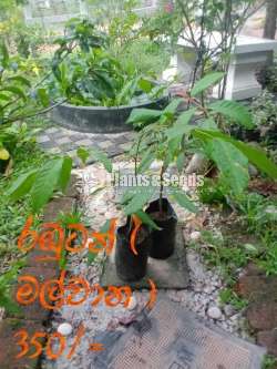 Rabutan Plants