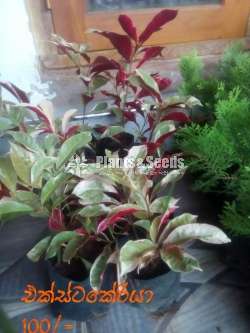 Xteterkeriya Plant