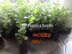 Gatapichcha ( ගැටපිච්ච)