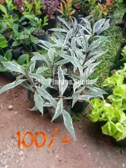 Indoor Plant Collection