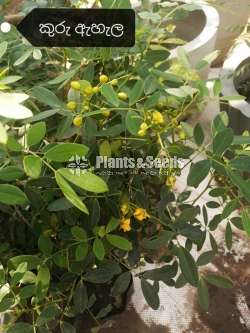 Kuruahala(කුරු ඇහැල )