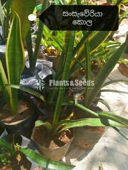 Sensiveria (Snake Plant) Yellow and Green