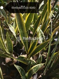 Sensiveria (Snake Plant) Yellow and Green